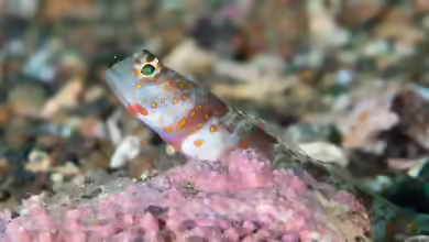 Amblyeleotris periophthalma im Aquarium halten