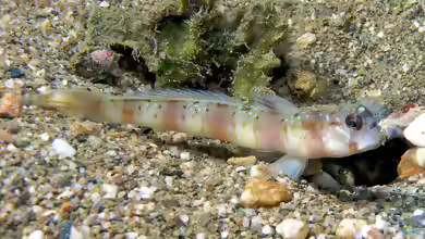 Amblyeleotris steinitzi im Aquarium halten