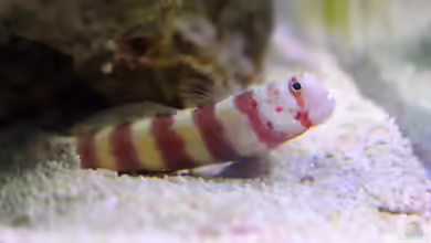Amblyeleotris wheeleri im Aquarium halten