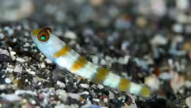 Amblyeleotris yanoi im Aquarium halten
