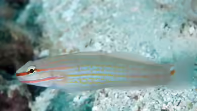 Amblygobius decussatus im Aquarium halten