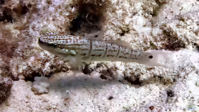 Amblygobius semicinctus im Aquarium halten