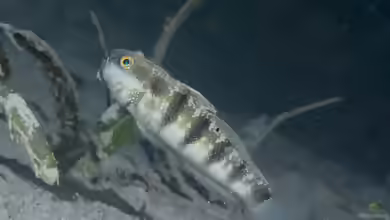Amblygobius sphynx im Aquarium halten