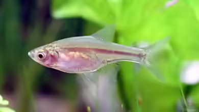 Amblypharyngodon chulabhornae im Aquarium halten