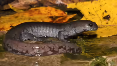 Ambystoma texanum im Terrarium halten