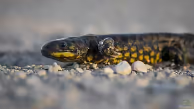 Ambystoma tigrinum im Terrarium halten
