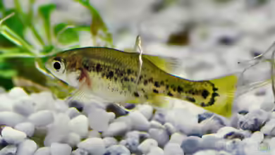 Ameca splendens im Aquarium halten