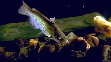 Ameiurus nebulosus im Teich halten