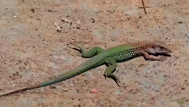 Ameiva ameiva im Terrarium halten
