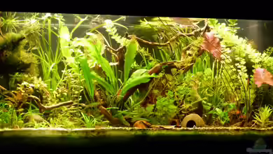 Amerika Gesellschaftsbecken - Raumteiler von erma