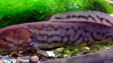 Amia calva im Aquarium halten
