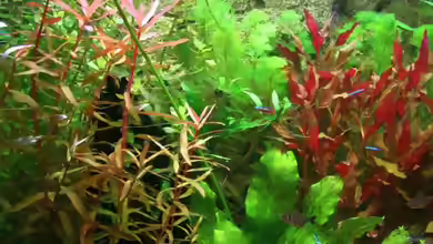 Ammannia gracilis im Aquarium pflanzen