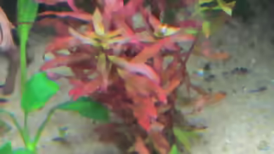 Ammannia praetermissa im Aquarium pflanzen