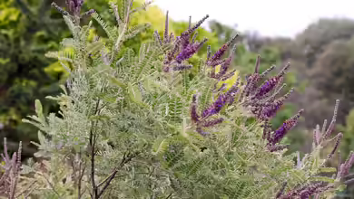 Amorpha nana im Garten pflanzen