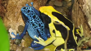 Amphibien im Paludarium halten: Wie geht es richtig?