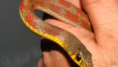 Amphiesma stolata im Terrarium halten