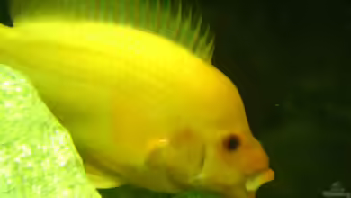 Amphilophus labiatus im Aquarium halten