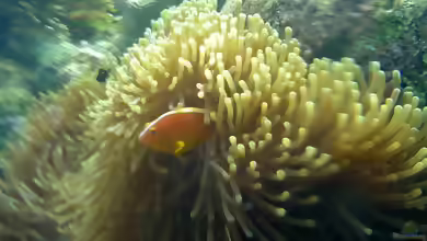 Amphiprion akallopisos im Aquarium halten