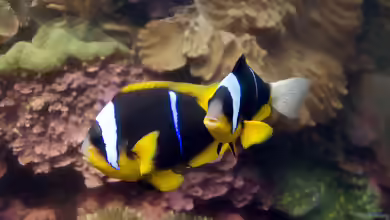 Amphiprion allardi im Aquarium halten