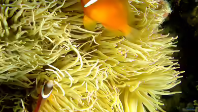 Amphiprion barberi im Aquarium halten