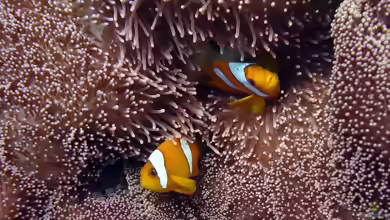 Amphiprion chagosensis im Aquarium halten