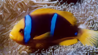 Amphiprion chrysopterus im Aquarium halten