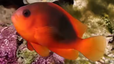 Amphiprion ephippium im Aquarium halten