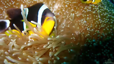 Amphiprion fuscocaudatus im Aquarium halten