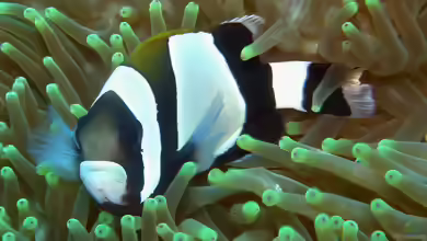 Amphiprion latezonatus im Aquarium halten