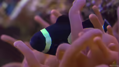 Amphiprion ocellaris black im Aquarium halten