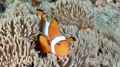 Amphiprion ocellaris im Aquarium halten