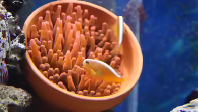 Amphiprion sandaracinos im Aquarium halten