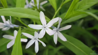 Amsonia elliptica im Garten pflanzen