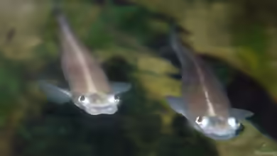 Anableps anableps im Aquarium halten