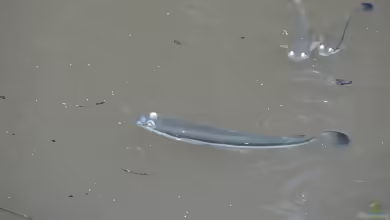 Anableps dowei: Pazifischer Vieraugenfisch im Aquarium halten