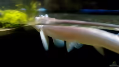 Anableps microlepis im Aquarium halten