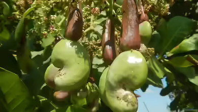 Anacardium occidentale im Garten pflanzen