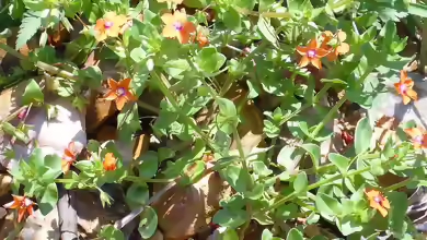 Anagallis arvensis am Gartenteich
