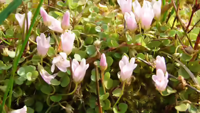 Anagallis tenella am Gartenteich