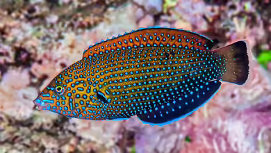 Anampses caeruleopunctatus im Aquarium halten