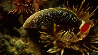 Anampses chrysocephalus im Aquarium halten