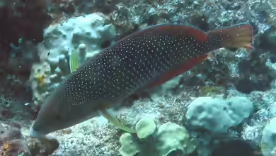 Anampses cuvier im Aquarium halten