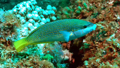 Anampses elegans im Aquarium halten