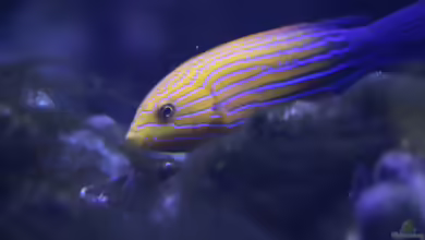 Anampses femininus im Aquarium halten