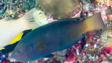 Anampses geographicus im Aquarium halten