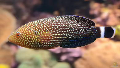Anampses lineatus im Aquarium halten