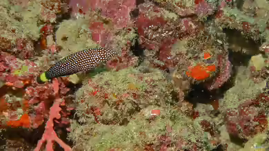 Anampses melanurus im Aquarium halten