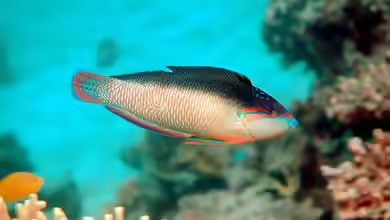 Anampses neoguinaicus im Aquarium halten