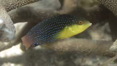 Anampses twistii im Aquarium halten