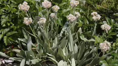 Anaphalis alpicola im Garten pflanzen